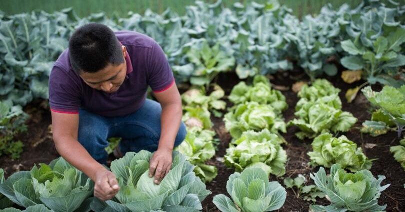 Productores De Hortalizas Fortalecen Sus Capacidades