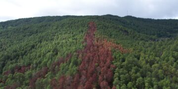 Coordinan acciones para combatir plaga de gorgojo descortezador del pino