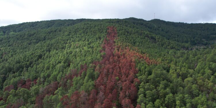 Coordinan acciones para combatir plaga de gorgojo descortezador del pino
