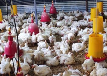 Huehuetenango celebrará tercera feria gastronómica y agropecuaria