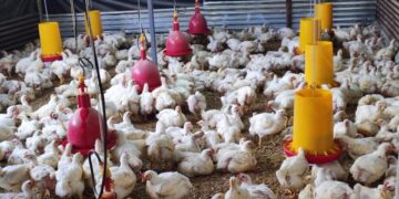 Huehuetenango celebrará tercera feria gastronómica y agropecuaria