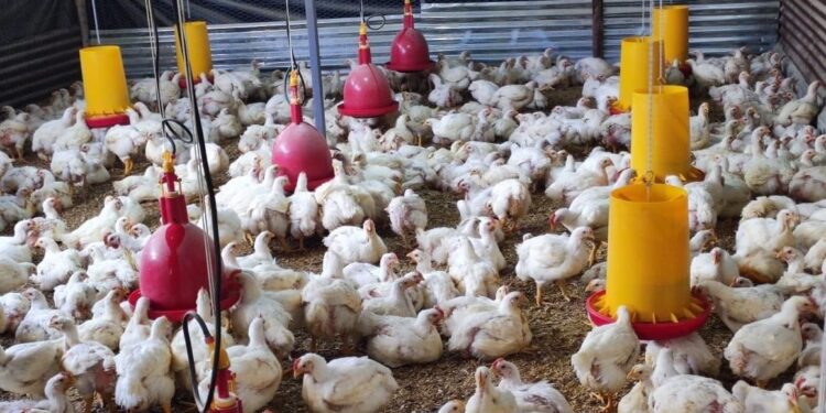 Huehuetenango celebrará tercera feria gastronómica y agropecuaria