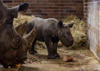 Nace Magashi, un rinoceronte negro oriental en peligro de extinción