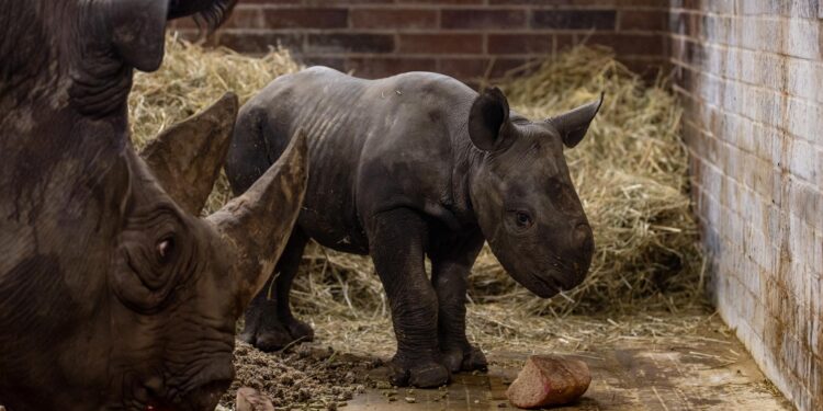 Nace Magashi, un rinoceronte negro oriental en peligro de extinción
