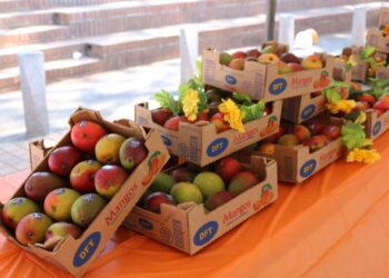 Guatemaltecos degustarán de las variedades del mango durante el festival. /Foto: Agexport