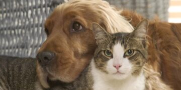 Tener perro o gato se asocia con menos alergias alimentarias en niños