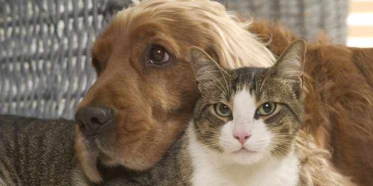 Tener perro o gato se asocia con menos alergias alimentarias en niños