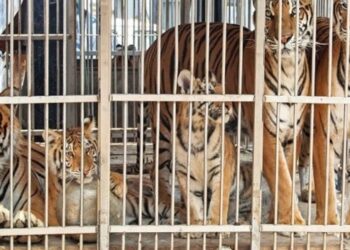 Asociación mexicana envía 200 tigres para evitar extinción en India