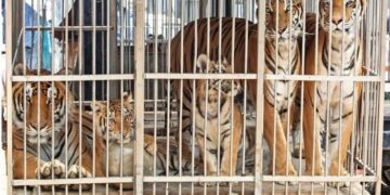 Asociación mexicana envía 200 tigres para evitar extinción en India
