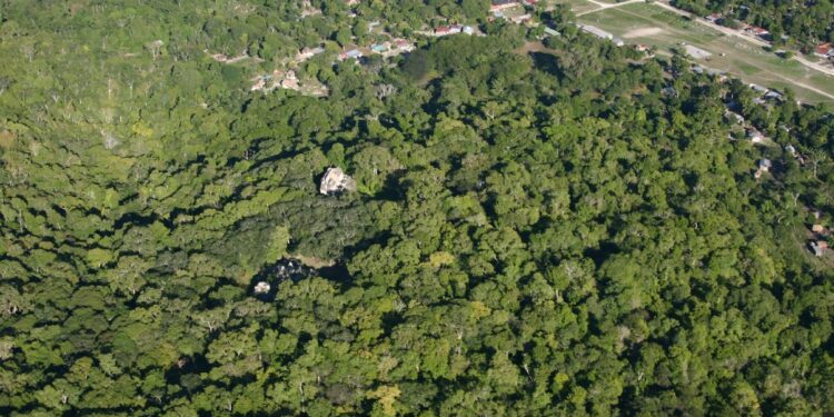 Comparten información sobre la importancia de los bosques