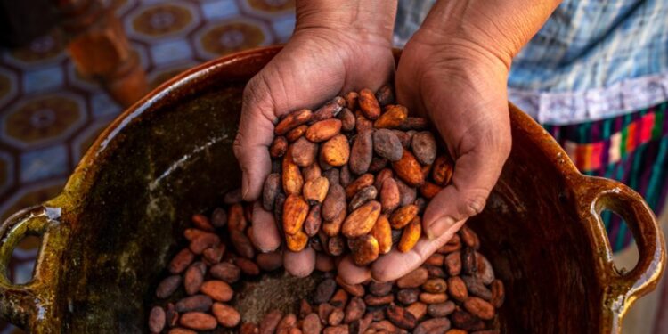 Feria del chocolate resalta la importancia del cacao. /Foto: INGUAT