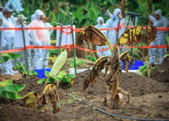 Foro y simulacro buscan capacitar a personal para la prevención de hongos en bananos y plátanos. /Foto: MAGA