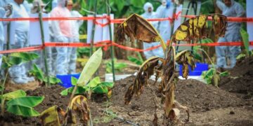 Foro y simulacro buscan capacitar a personal para la prevención de hongos en bananos y plátanos. /Foto: MAGA