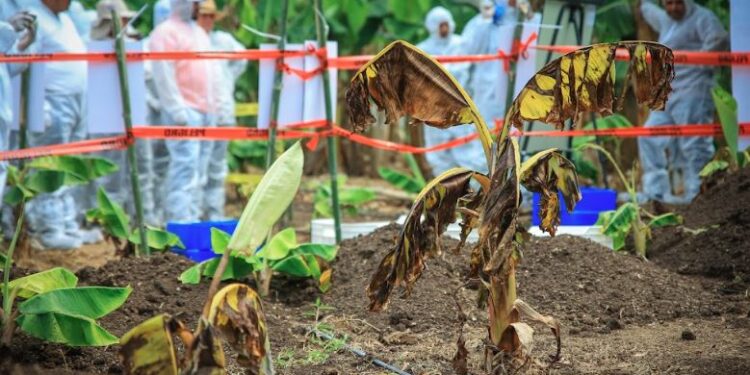 Foro y simulacro buscan capacitar a personal para la prevención de hongos en bananos y plátanos. /Foto: MAGA