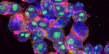 Crean nanocápsulas con control remoto para ampliar efecto de quimioterapias