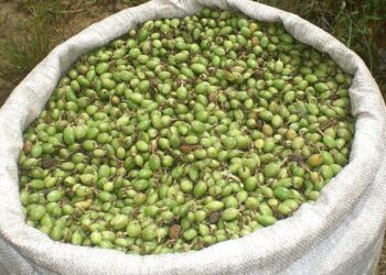 Apoyan a pequeños productores de cardamomo en Alta Verapaz