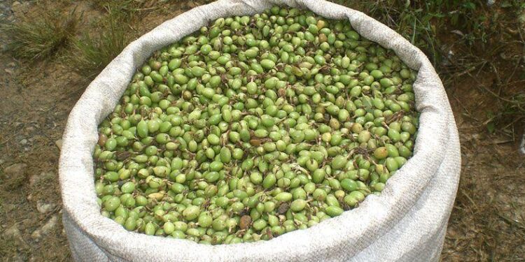 Apoyan a pequeños productores de cardamomo en Alta Verapaz