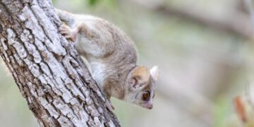 Ciclo vital del lémur ratón gris se ve afectado por crisis climática