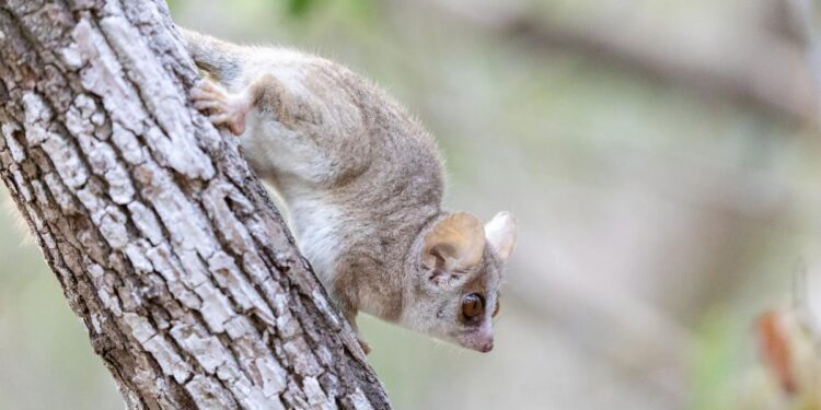 Ciclo vital del lémur ratón gris se ve afectado por crisis climática