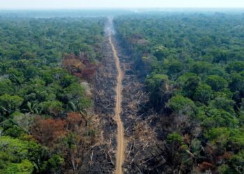Datos satelitales confirman que la Amazonia pierde sus bosques