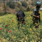 Destruyen amapola valorada en 120 mil quetzales en San Marcos