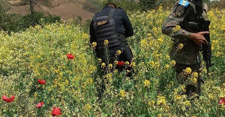 Destruyen amapola valorada en 120 mil quetzales en San Marcos