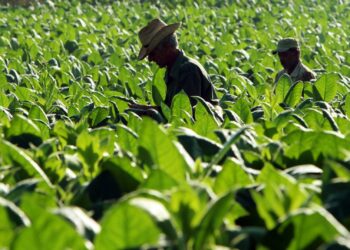 Guatemala avanza hacia economía verde inclusiva