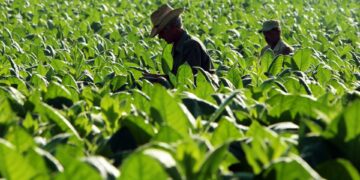 Guatemala avanza hacia economía verde inclusiva