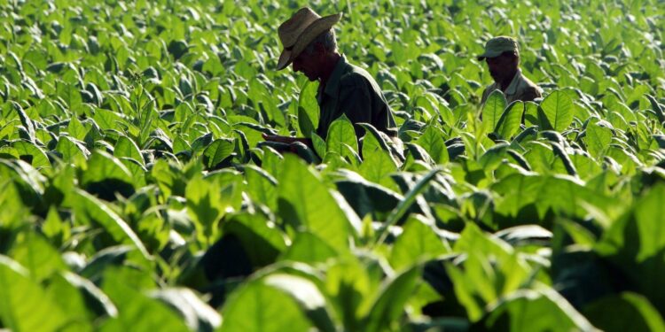 Guatemala avanza hacia economía verde inclusiva