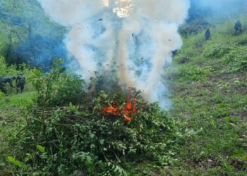 Más de 2 millones de arbustos de coca erradicados en Petén