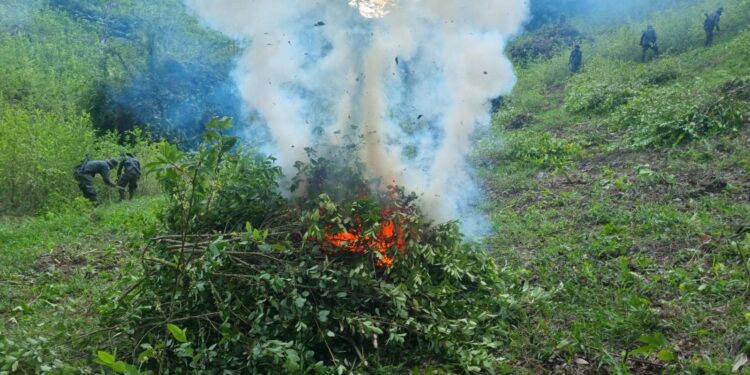 Más de 2 millones de arbustos de coca erradicados en Petén
