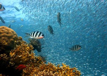 Bruselas celebra acuerdo para proteger los océanos alcanzado por la ONU
