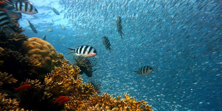 Bruselas celebra acuerdo para proteger los océanos alcanzado por la ONU