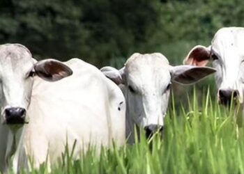 Petén prepara primer tianguis ganadero de 2023