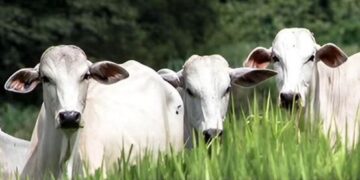 Petén prepara primer tianguis ganadero de 2023