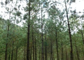 Más de 2 mil familias se benefician con primer pago de incentivos forestales