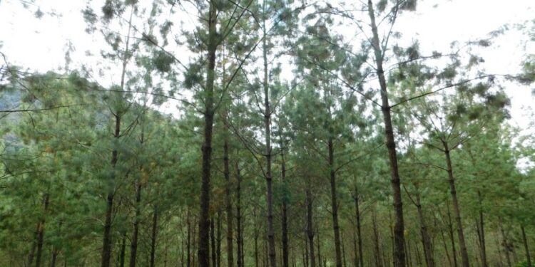 Más de 2 mil familias se benefician con primer pago de incentivos forestales