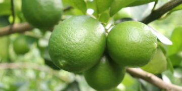 Mineco impulsa la cadena de valor del limón