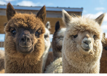 Alpacas regresan a repoblar la frontera andina de Colombia y Ecuador