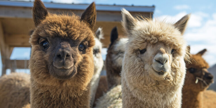 Alpacas regresan a repoblar la frontera andina de Colombia y Ecuador