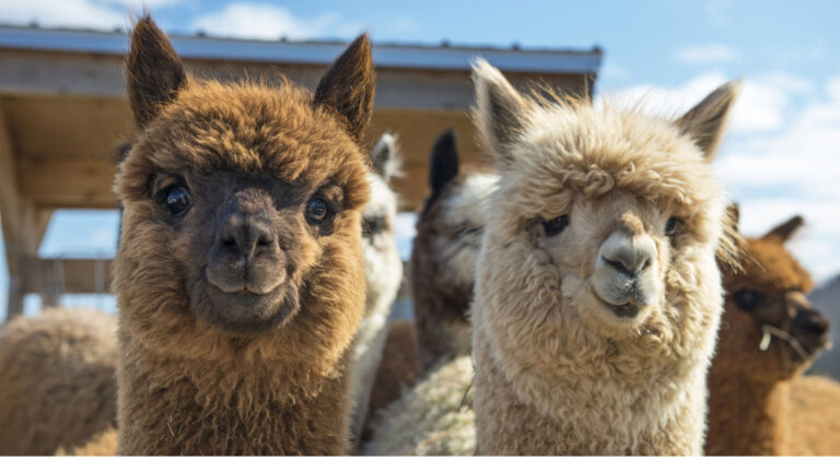Alpacas regresan a repoblar la frontera andina de Colombia y Ecuador