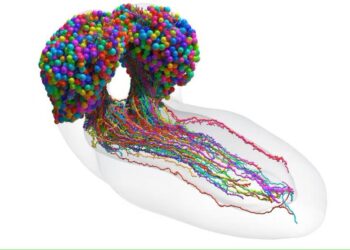 Completan mapa cerebral de un insecto, un gran avance para la neurociencia