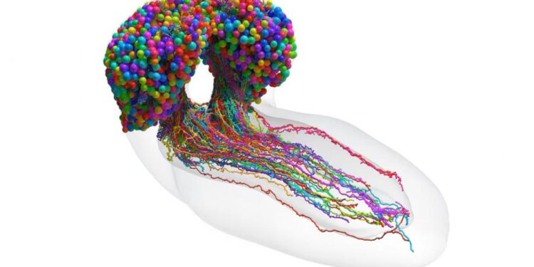 Completan mapa cerebral de un insecto, un gran avance para la neurociencia