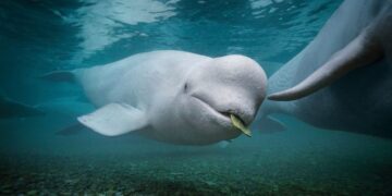 Naturaleza favorece a especies fuera del tamaño medio