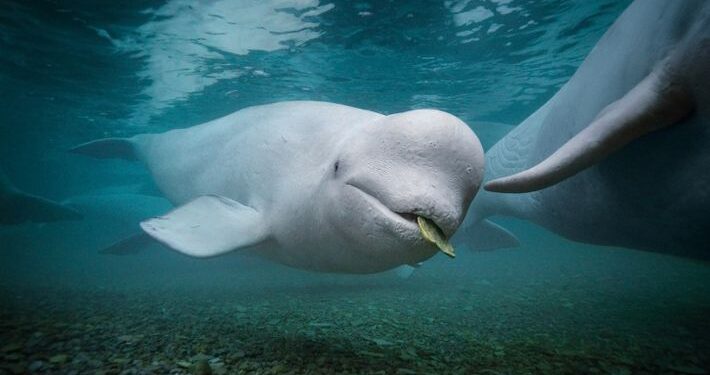 Naturaleza favorece a especies fuera del tamaño medio