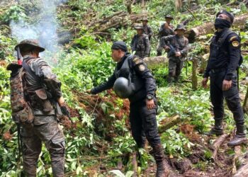 Erradican arbustos de coca valorados en 5.6 millones de quetzales en Izabal