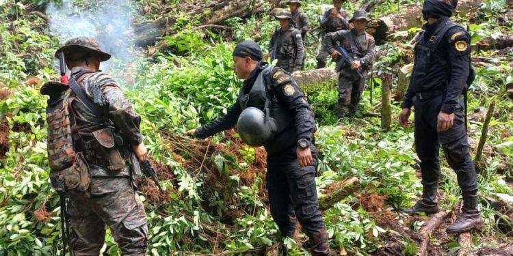 Erradican arbustos de coca valorados en 5.6 millones de quetzales en Izabal