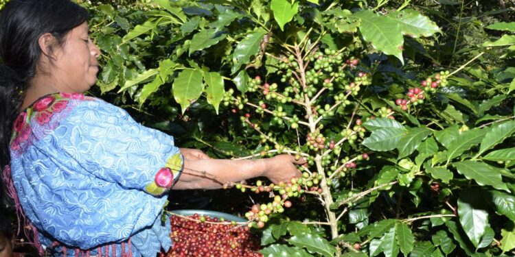 Seguro agrícola tendrá más cobertura este año. /Foto: MAGA