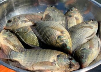 Cultivo de tilapia contribuye a seguridad alimentaria en municipios peteneros