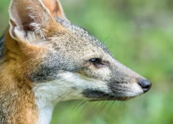 Guatemala vela por el cuidado de la vida silvestre. /Foto: CONAP